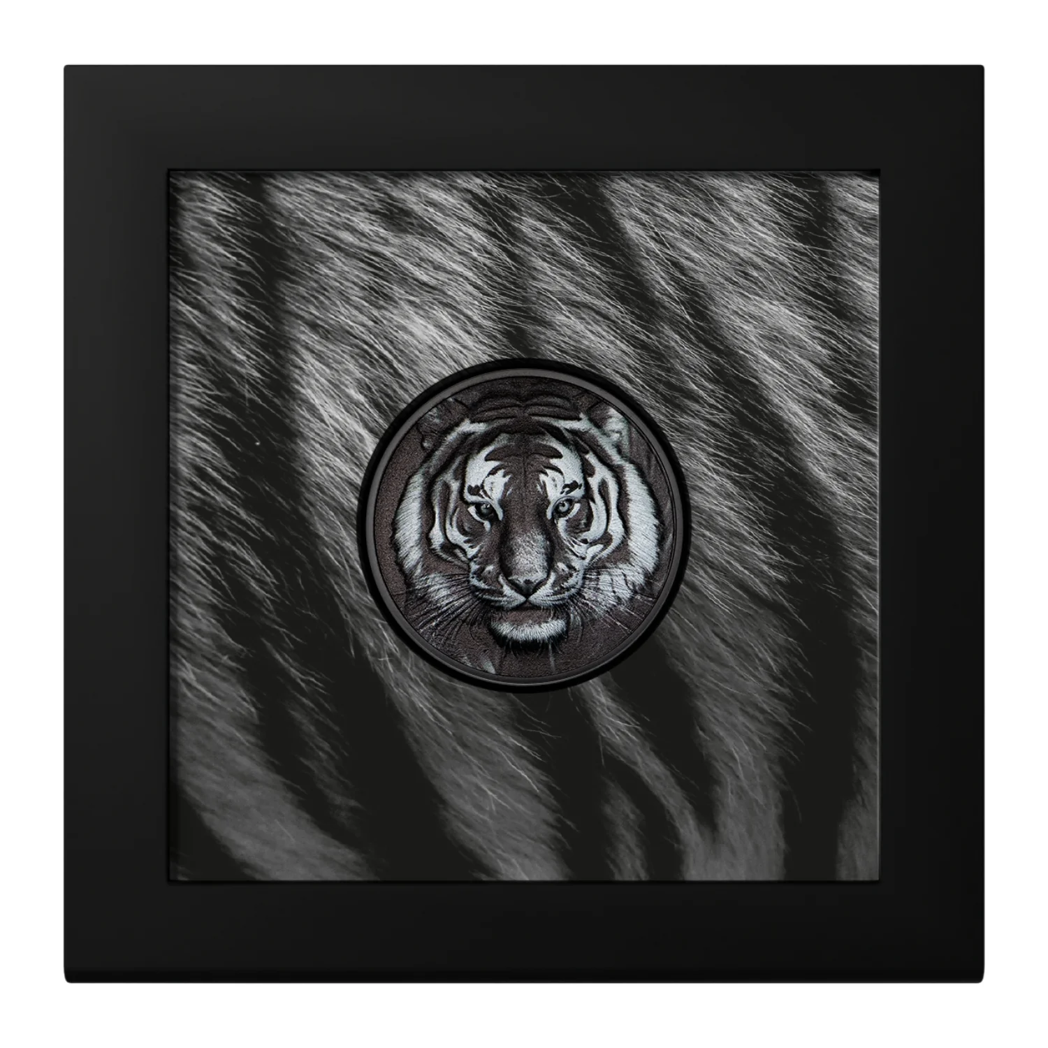 Black & White Tiger 2025 $5 High Relief Obsidian Black 1oz Silver Coin - Image 3